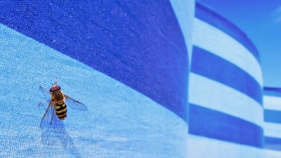 蜜蜂在国旗

